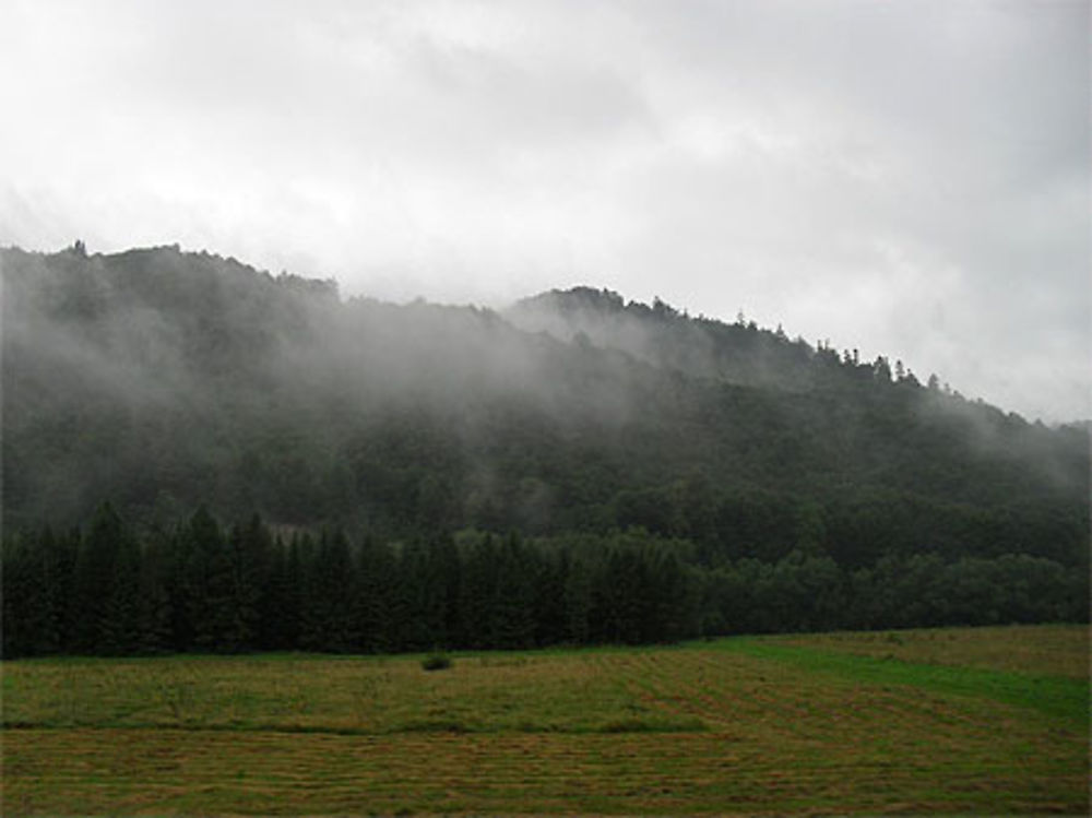 Brume matinale