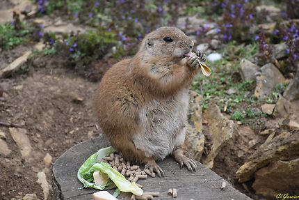 Zoo - Cotswold Wildlife - Burford