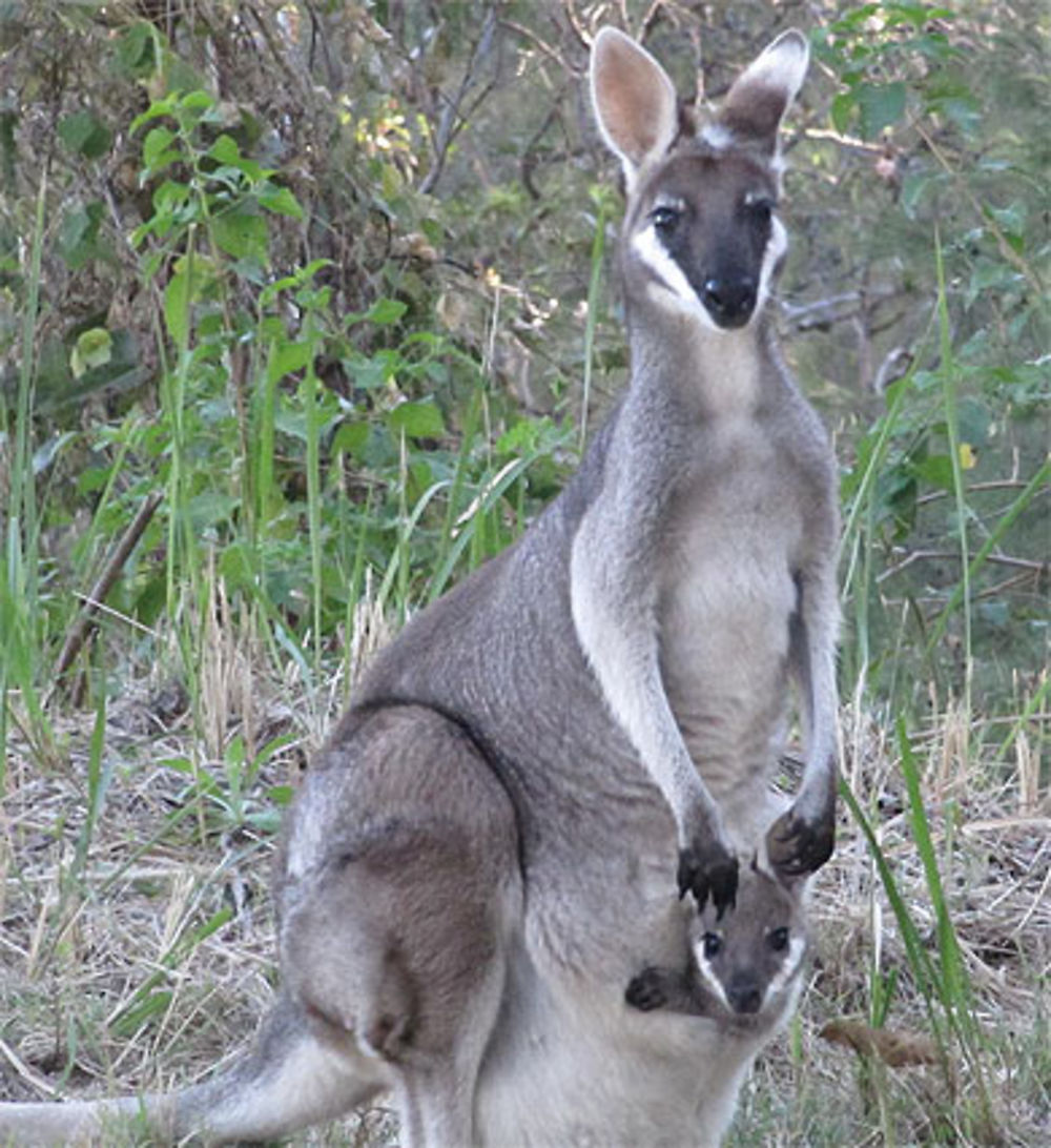 Kangourou et son petit