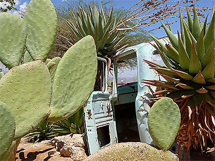 Epave dans les cactus