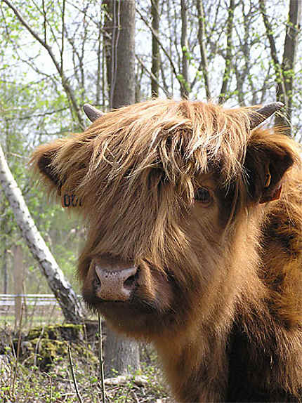 Highland Cattle