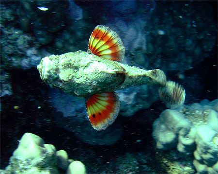 Poisson scorpion Poisson scorpion