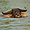 Buffle se baignant dans les canaux du lac Inle