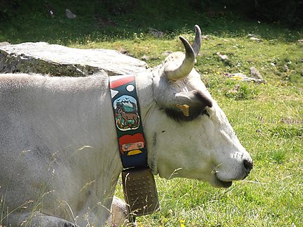 Vache avec un beau collier