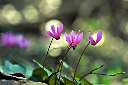 Cyclamens sauvages