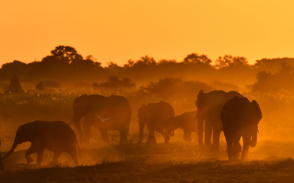 Moremi - Botswana