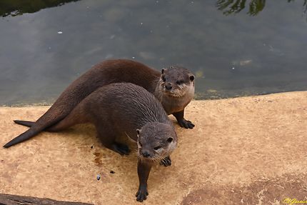 Zoo - Cotswold Wildlife - Burford