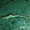 Bébé requin à pointes noires