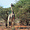 Girafe du Tsavo