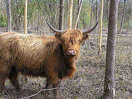 Highland Cattle