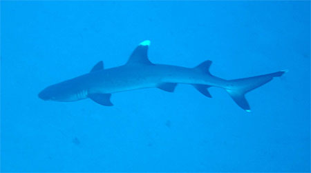 Requin pointe blanche Requin pointe blanche