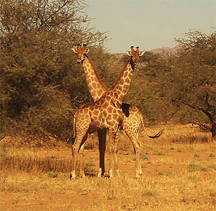Girafes à Okapuka ranch