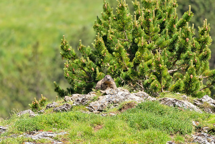 Isards, marmottes, gypaète barbu : observer les animaux sauvages des Pyrénées