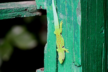 Le Gecko