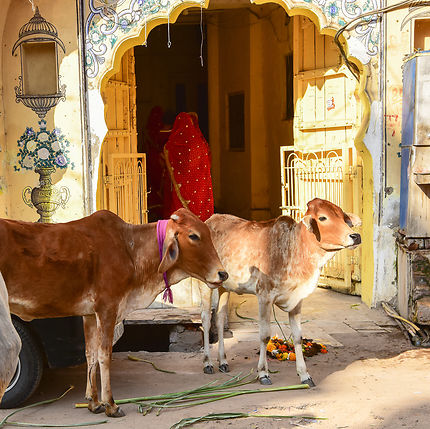 Scène de rue à Pushkar