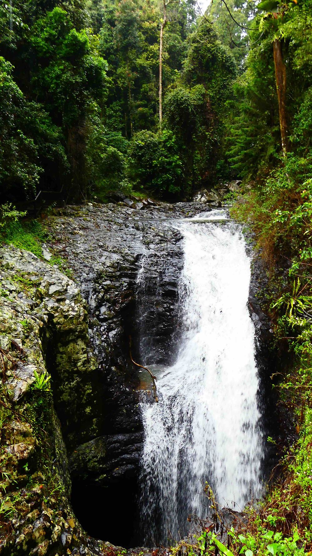 Cascade au Springbrook National Park Forest