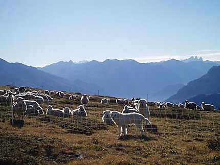 Moutons et patous au Mont Froid