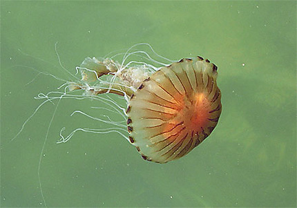 La méduse se fraye un chemin..