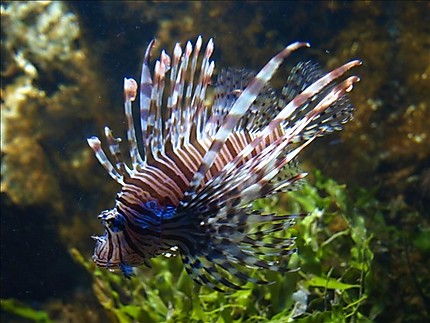 Aquarium de Saint Malô