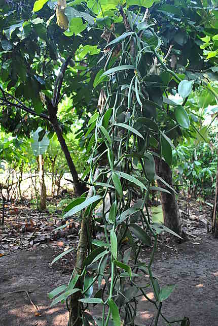 Plante de vanille