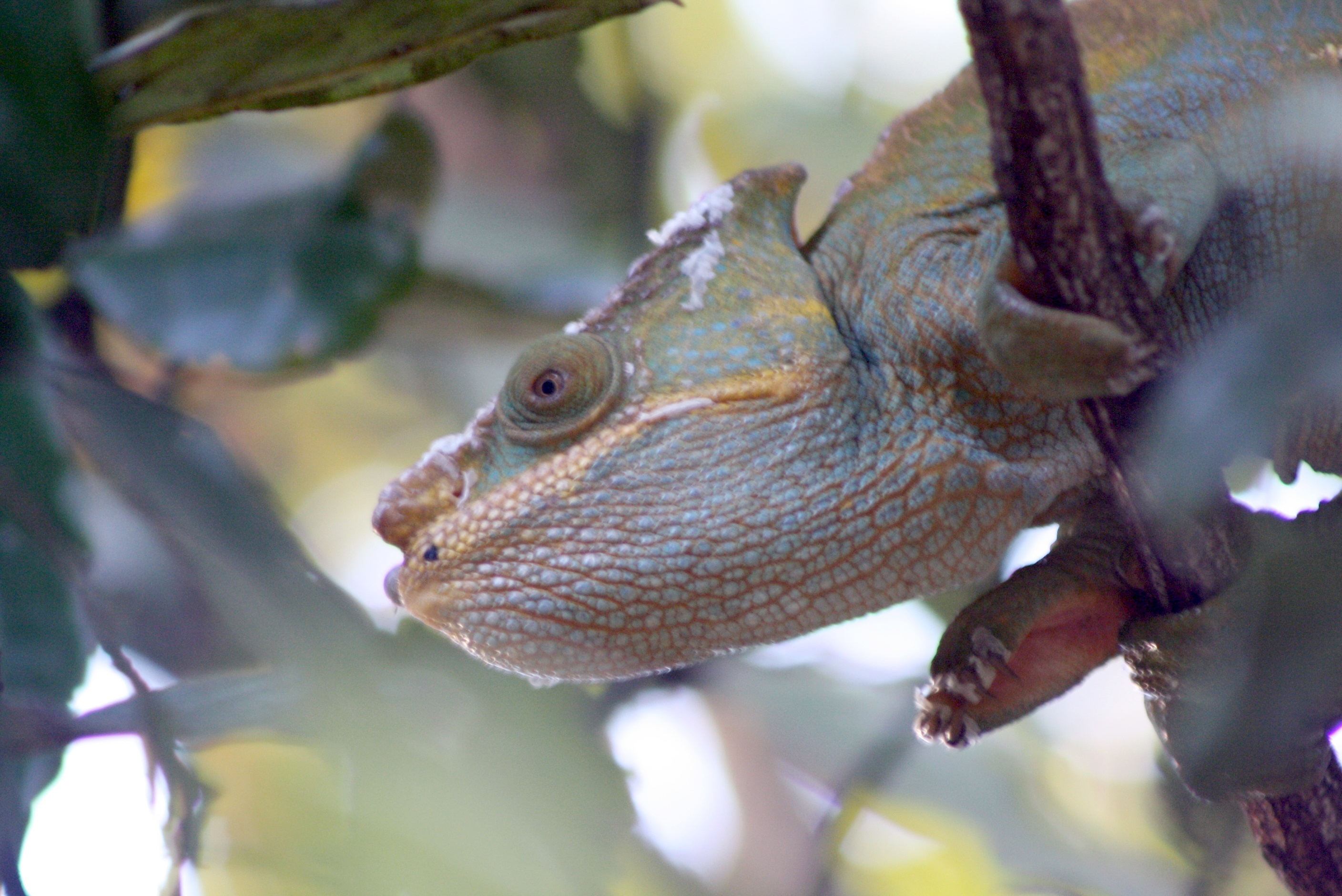 Caméléon Reptiles Animaux Caméléons Animaux Animaux Parc — free download