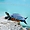 Acrobatic turtle