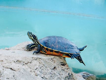 Acrobatic turtle