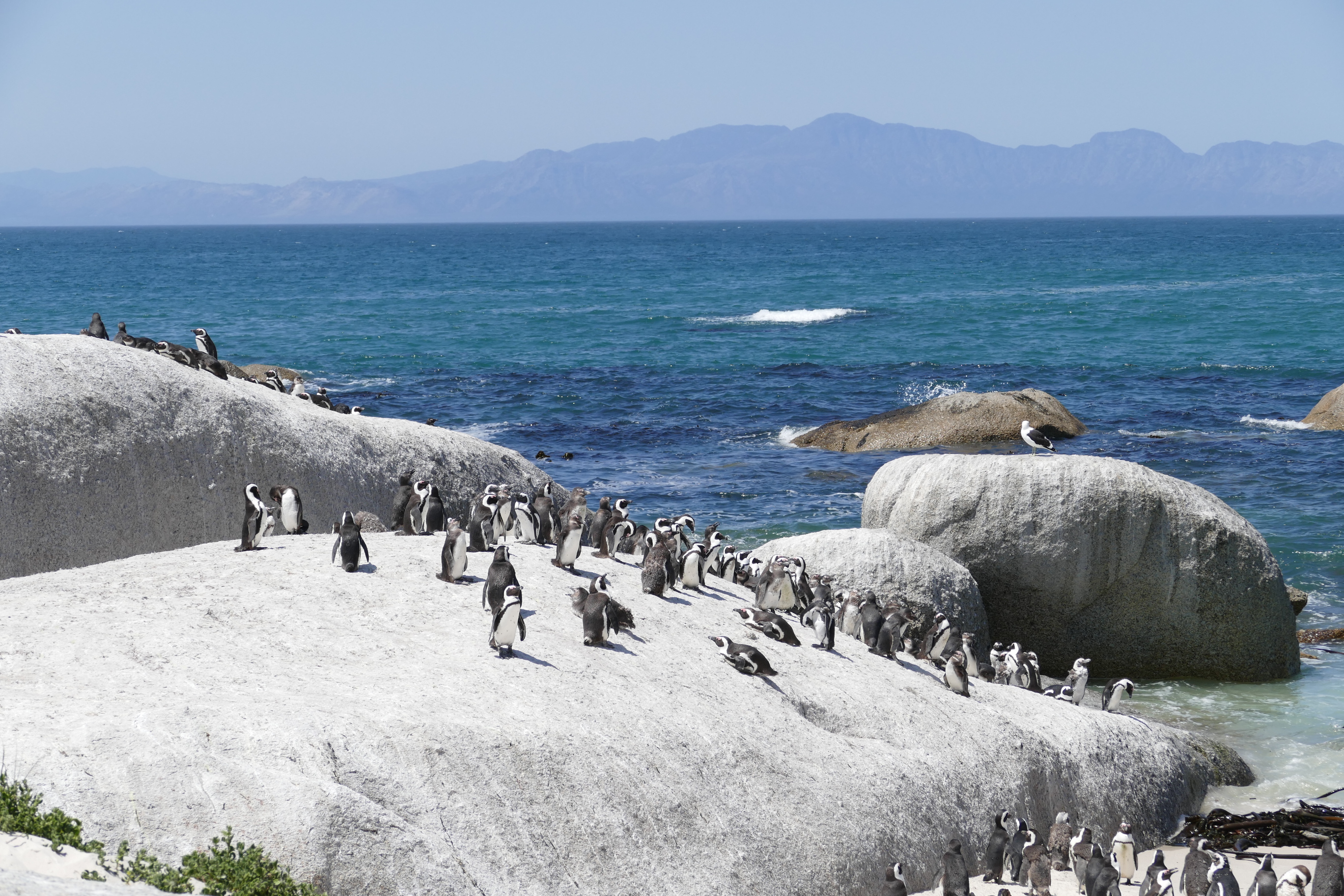 Colonie de pingouins à Simon's Town, Afrique Colonie de pingouins à Simon's Town, Afrique