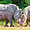 Couple de rhinocéros