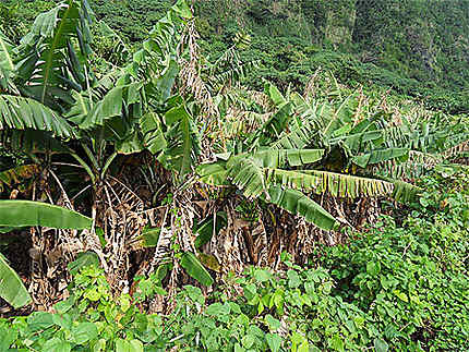 Végétation tropicale de l'île Verte