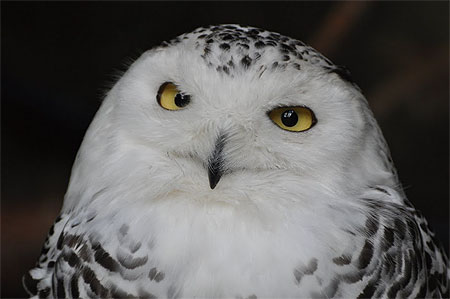 Hibou, caillou, chou Hibou, caillou, chou