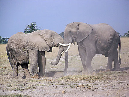 Rencontre entre 2 éléphants
