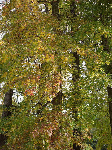 Feuillage d'automne Feuillage d'automne