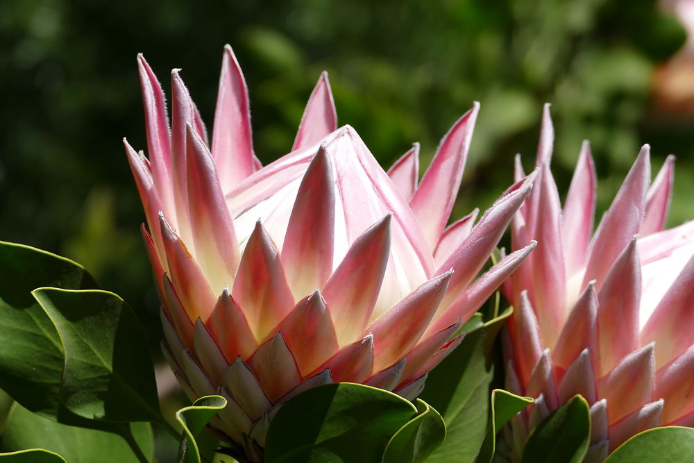 Prothea en Afrique du Sud, Stellenbosch