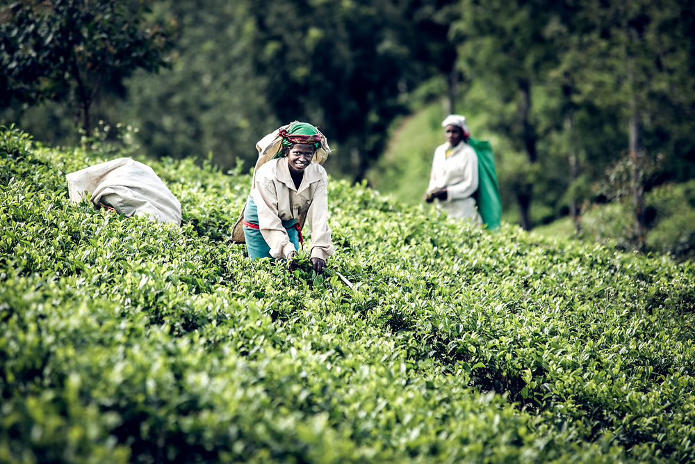 Tea leaf picker, Haputale, Sri Lanka