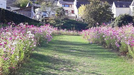 Jardin du château de Montsoreau