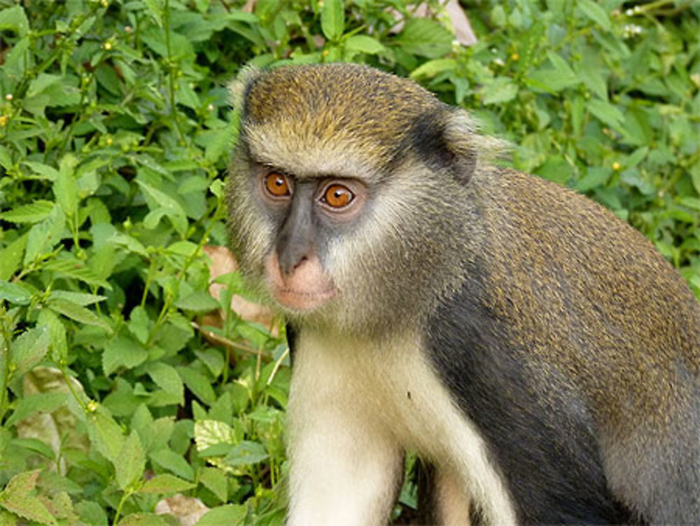 Un cercopithèque de Campbell