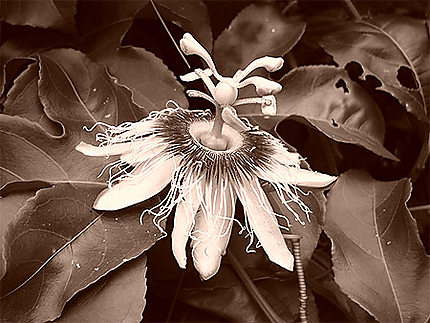 Fleur de maracudja