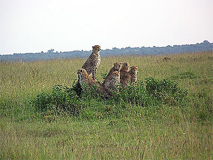 Famille de guépards