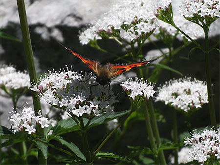 Papillon Papillon