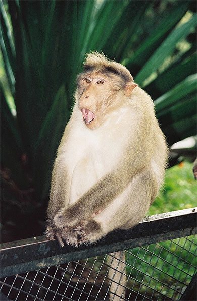 Macaque Macaque