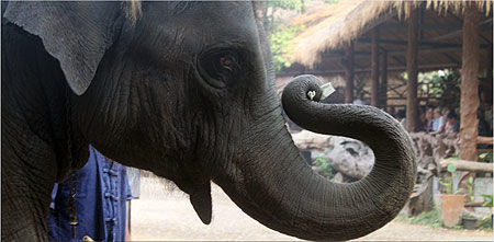 L'éléphant Thaï, l'animal sacré