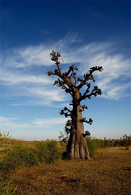 Baobab en brousse