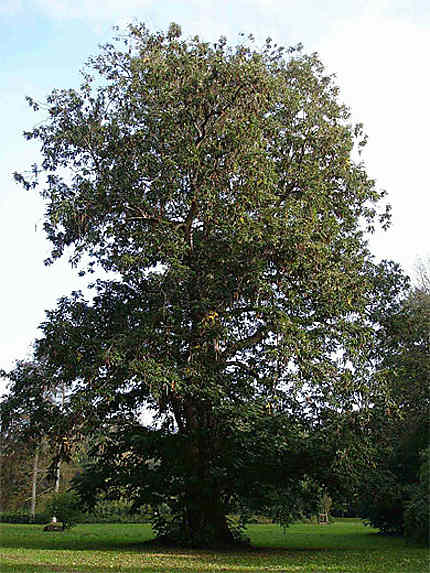 Arboretum de St sulpice de Favières