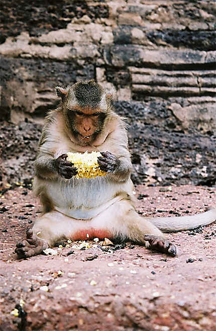 Macaque gourmand
