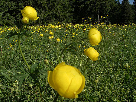 Champs de trolles Champs de trolles