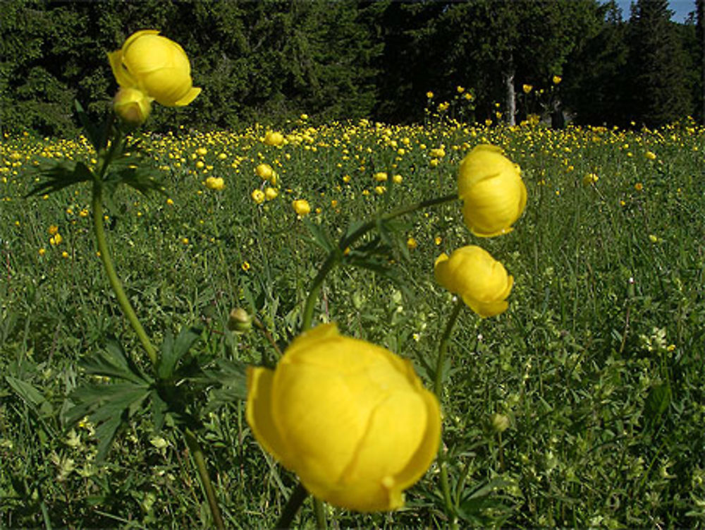 Champs de trolles