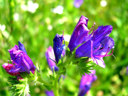 Fleur à Pietrosella Fleur à Pietrosella