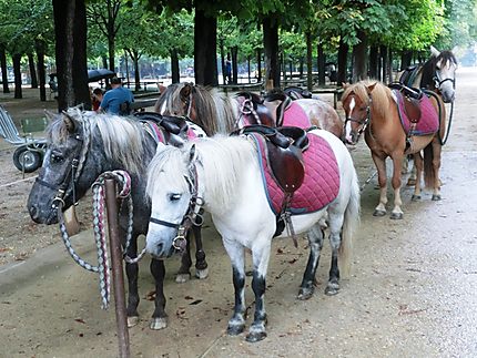Les poneys du Jardin du Luxembourg