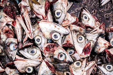 Le port d'Essaouira, Têtes de sardine